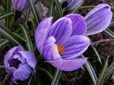       Crocus " Pickwick"