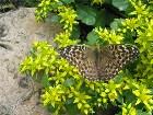          Argynnis paphia