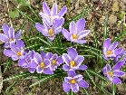       Crocus " Pickwick"