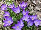       Crocus Botanica "Ruby Giant"