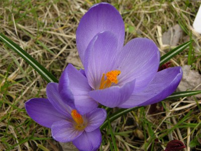       Crocus 