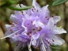     Rhododendron impeditum "Azurika"