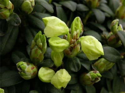     Rhododendron ludlowii "Wren"