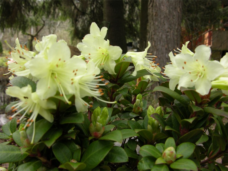     Rhododendron hanceanum " Princesse Anne"