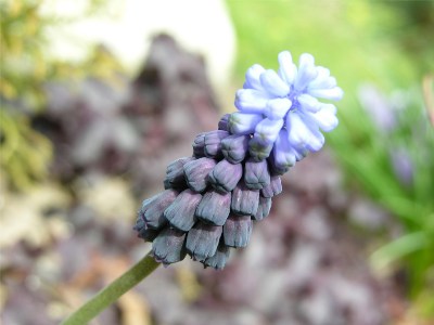      ,   Muscari Latifolium