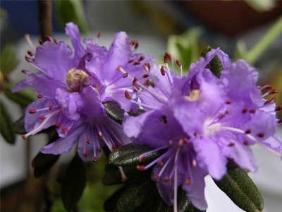     Rhododendron impeditum "Azurika"