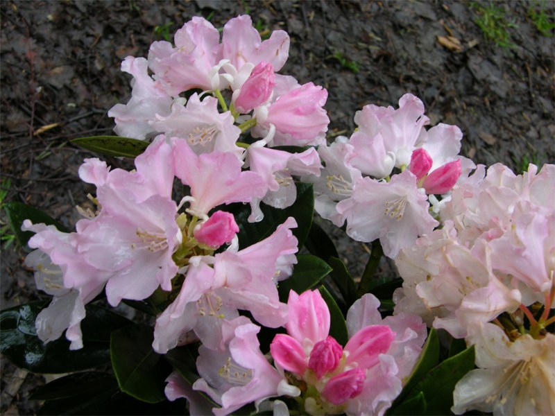     Rhododendron yakushimanum "Dreamland"