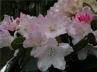     Rhododendron yakushimanum "Dreamland"