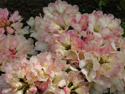     Rhododendron yakushimanum "Golden Torch"