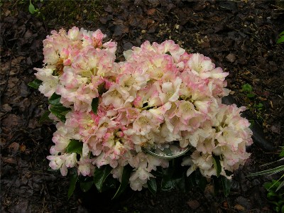     Rhododendron yakushimanum "Golden Torch"