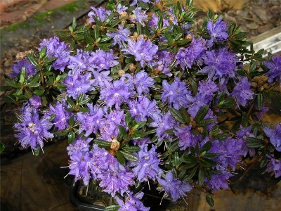     Rhododendron impeditum "Azurika"