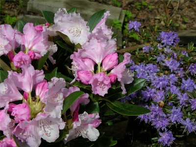     Rhododendron yakushimanum "Silberwolke"