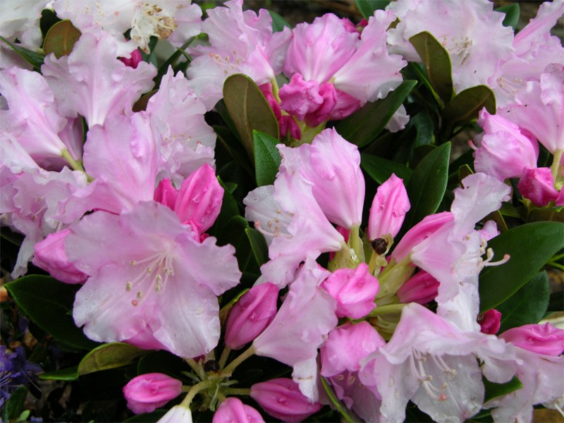     Rhododendron yakushimanum "Silberwolke"