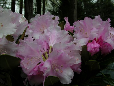     Rhododendron yakushimanum "Silberwolke"