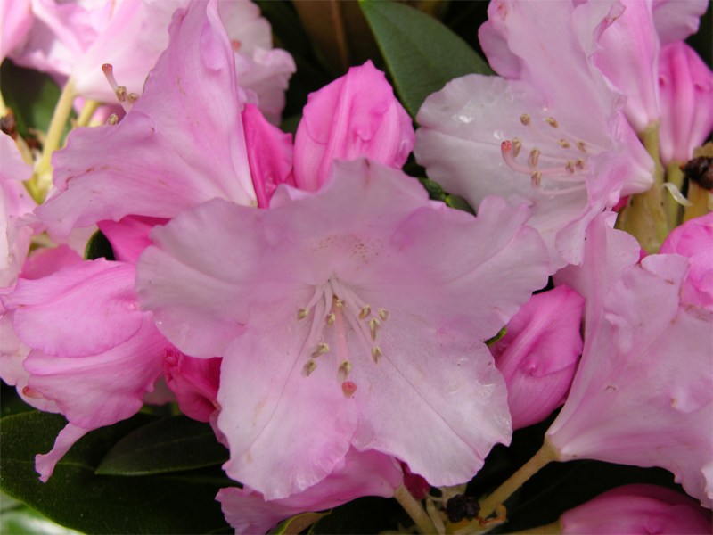     Rhododendron yakushimanum "Silberwolke"