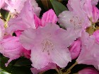     Rhododendron yakushimanum "Silberwolke"