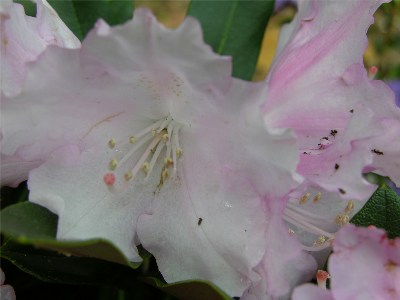     Rhododendron yakushimanum "Silberwolke"