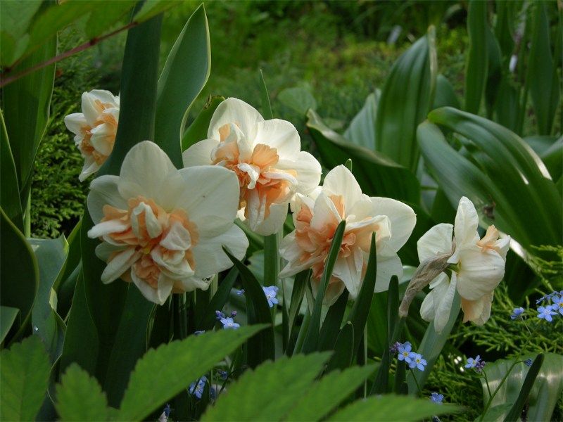    Narcissi  " Delnashaugh"