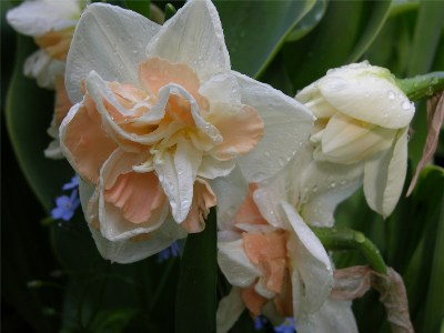    Narcissi  " Delnashaugh"