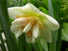    Narcissi  " Delnashaugh"