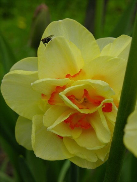    Narcissi "Tahiti"