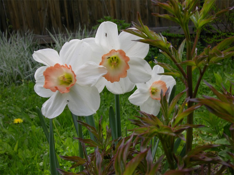    Narcissi "Pink Charm"