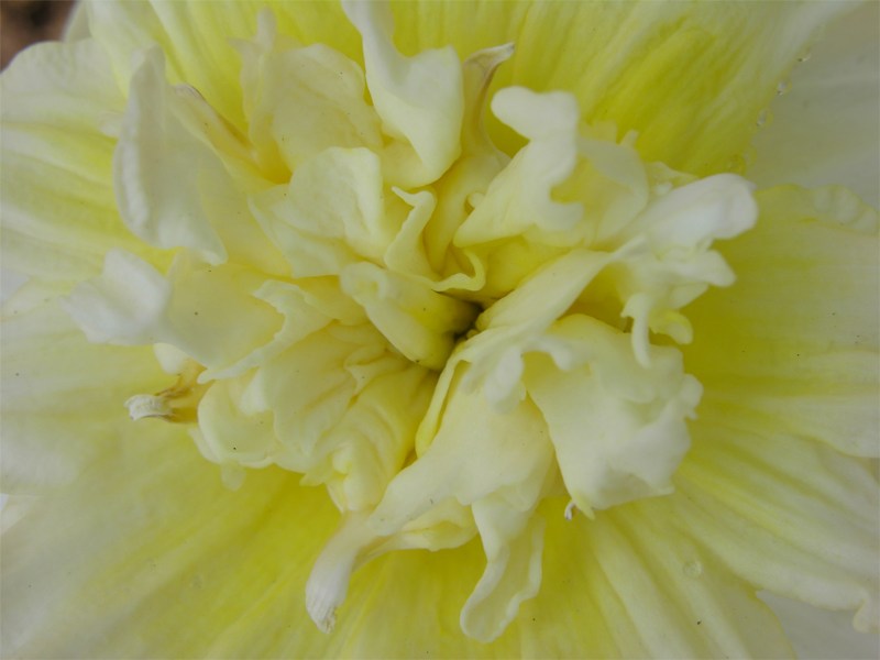    Narcissi  "Ice King"