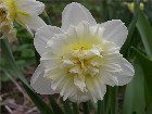    Narcissi  "Ice King"