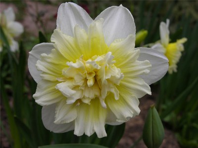    Narcissi  "Ice King"