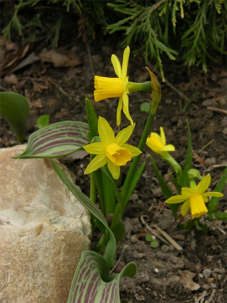    Narcissus "Tete a Tete"