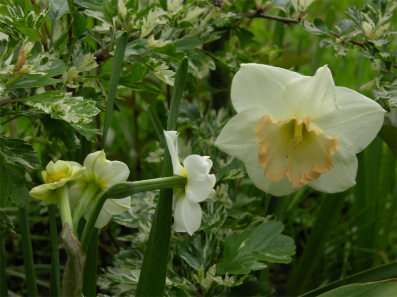    Narcissus "Pink Charm"   