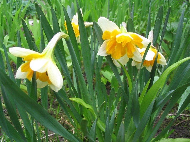    Narcissum "Orangery"