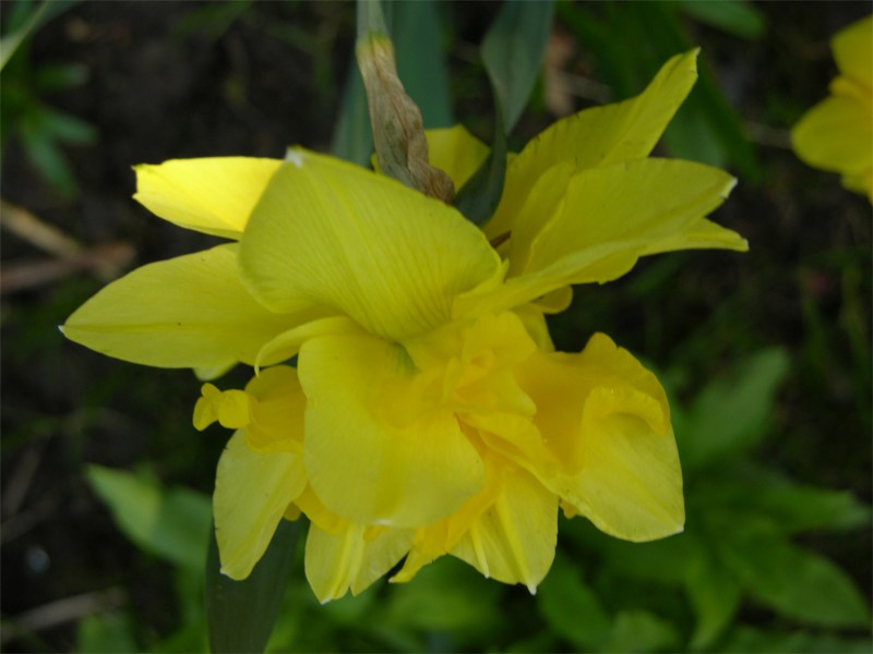    Narcissum "Dick Wilden"?