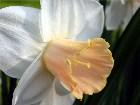    Narcissus "Satin Pink"