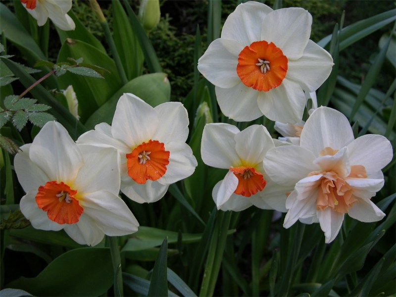    Narcissus "Prof.Einstein"  "Delnashaugh"