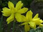    Narcissus "Golden Ducat"