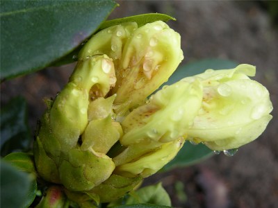     Rhododendron Hybr. "Goldkron"