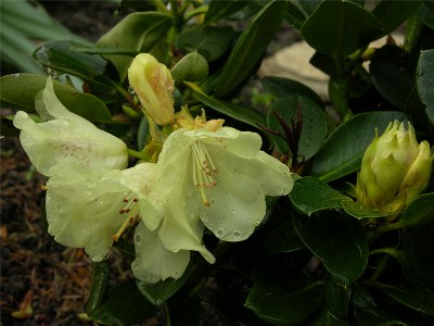     Rhododendron Hybr. "Goldkron"