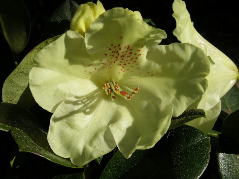     Rhododendron Hybr. "Goldkron"