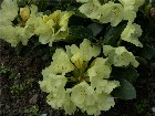     Rhododendron Hybr. "Goldkron"