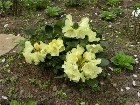     Rhododendron Hybr. "Goldkron"