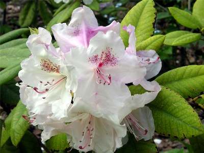     Rhododendron "Simona"