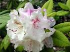     Rhododendron "Simona"