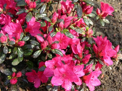     Azalea Japonica "Maruschka"