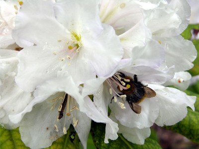     Rhododendron "Eskimo"   !:))