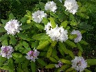     Rhododendron "Eskimo"