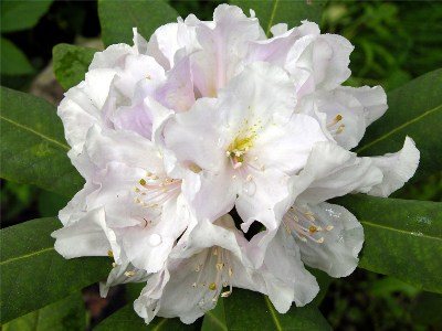     Rhododendron "Eskimo"