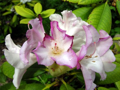     Rhododendron