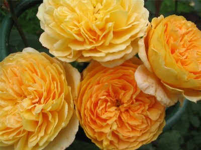   Crown Princess Margaretha  (Austin 1999) Crown Princess Margaretha  , ...