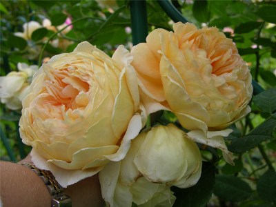   Crown Princess Margaretha  (Austin 1999) Crown Princess Margaretha "   ,   :))